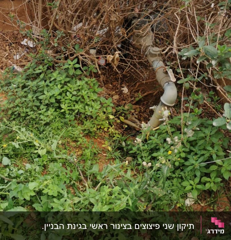 צינור פלסטיק בין שיחים ועשבים